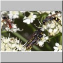 Ectemnius lapidarius - Grabwespe 06 8-12mm Paarung.jpg